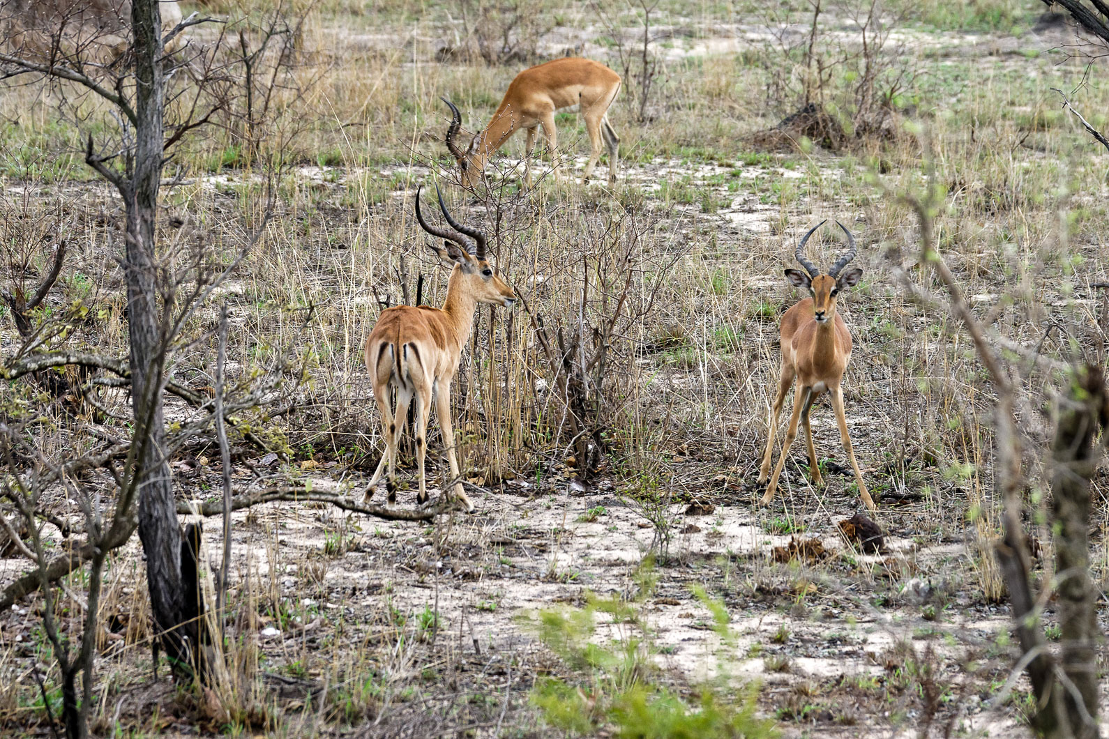 20161112 081443 Impalas